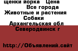 щенки йорка › Цена ­ 15 000 - Все города Животные и растения » Собаки   . Архангельская обл.,Северодвинск г.